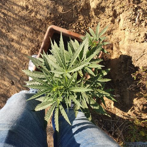 Royal Gorilla growlog photo: Crescita esponenziale