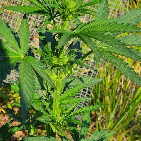 Royal Gorilla growlog photo: Crescita esponenziale