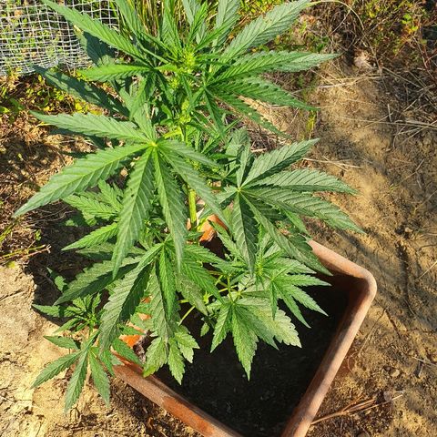 Royal Gorilla growlog photo: Crescita esponenziale
