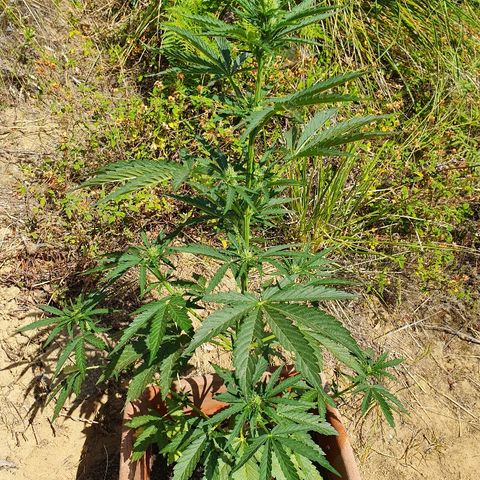 Royal Gorilla growlog timeline photo
