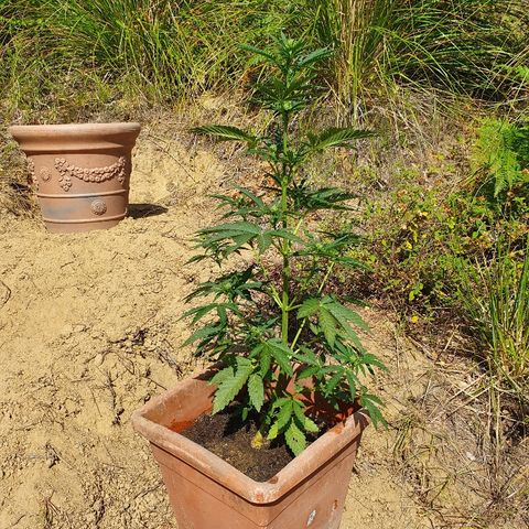 Royal Gorilla growlog timeline photo