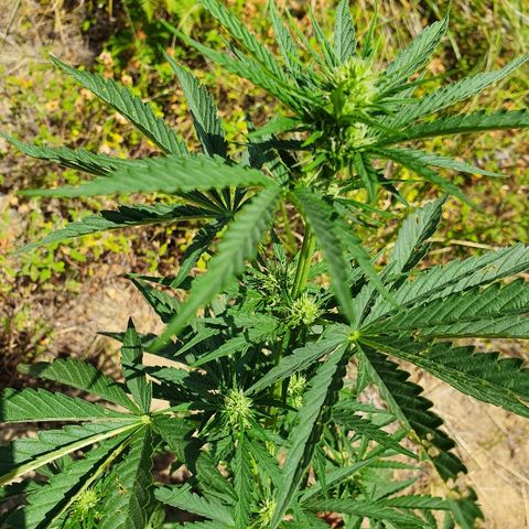 Royal Gorilla growlog timeline photo