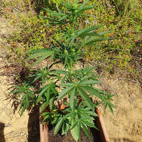 Royal Gorilla growlog timeline photo