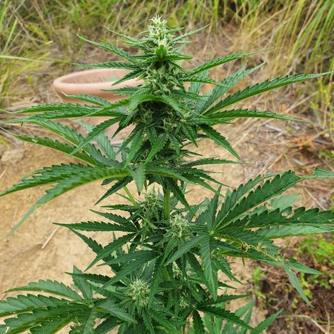 Royal Gorilla growlog timeline photo