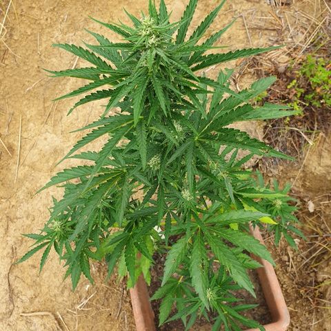 Royal Gorilla growlog timeline photo