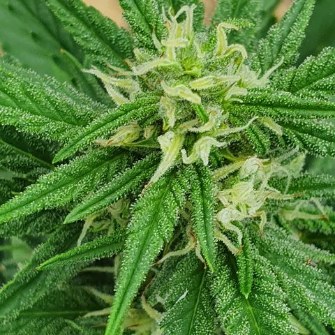 Royal Gorilla growlog timeline photo