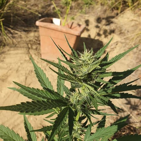 Royal Gorilla growlog timeline photo
