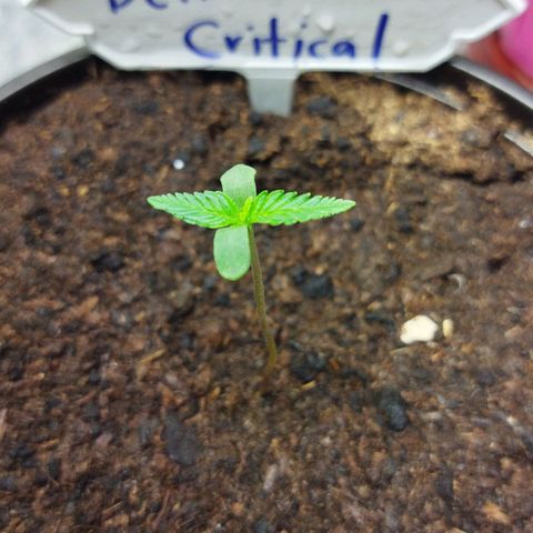 BCN critical growlog timeline photo
