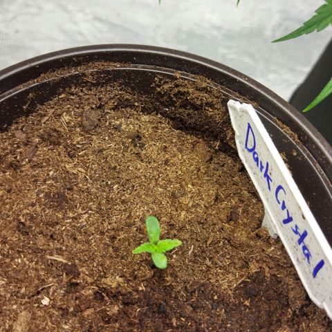 Dark Crystal growlog timeline photo