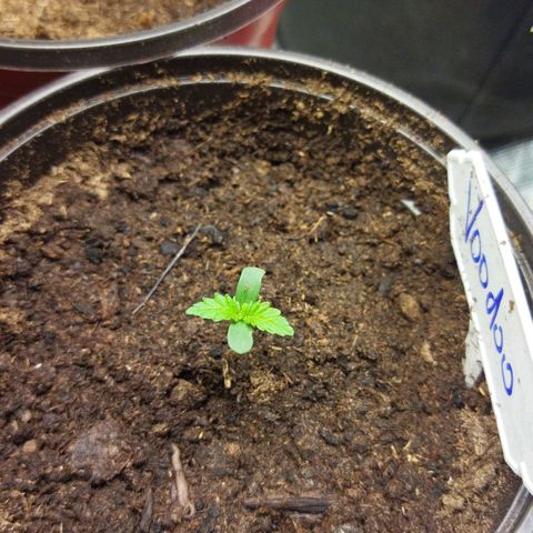 Voodoo (child ) growlog timeline photo