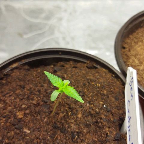 BCN critical growlog timeline photo