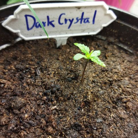 Dark Crystal growlog timeline photo