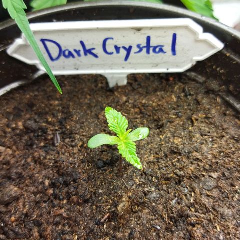 Dark Crystal growlog timeline photo