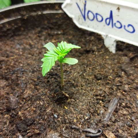 Voodoo (child ) growlog timeline photo