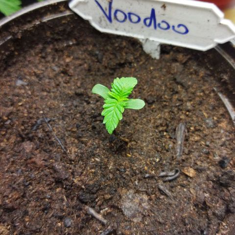 Voodoo (child ) growlog timeline photo
