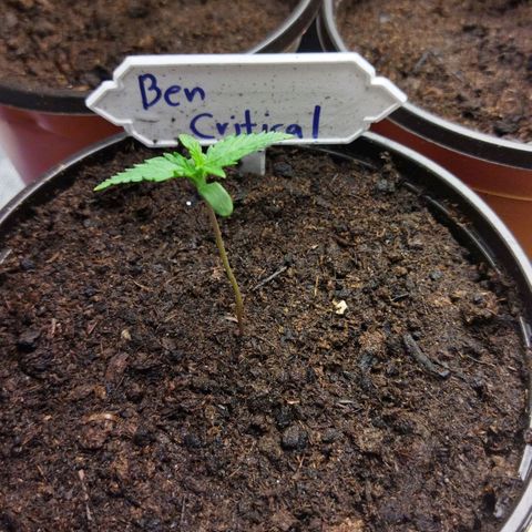 BCN critical growlog timeline photo