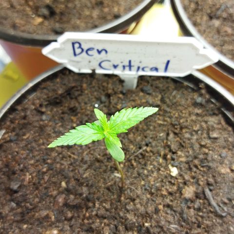 BCN critical growlog timeline photo