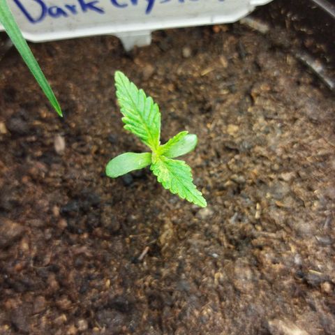 Dark Crystal growlog timeline photo