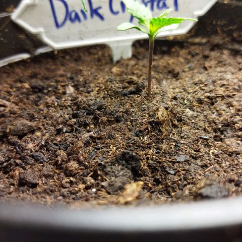 Dark Crystal growlog timeline photo