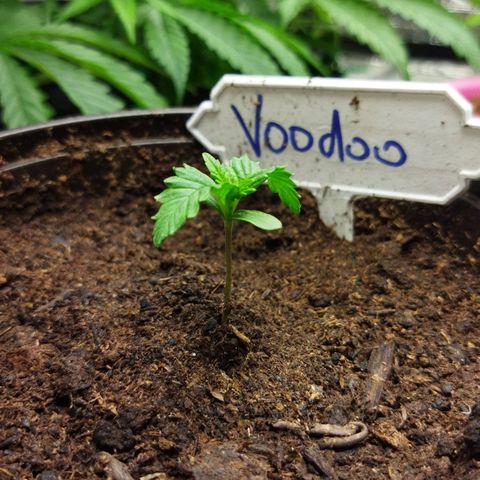 Voodoo (child ) growlog timeline photo