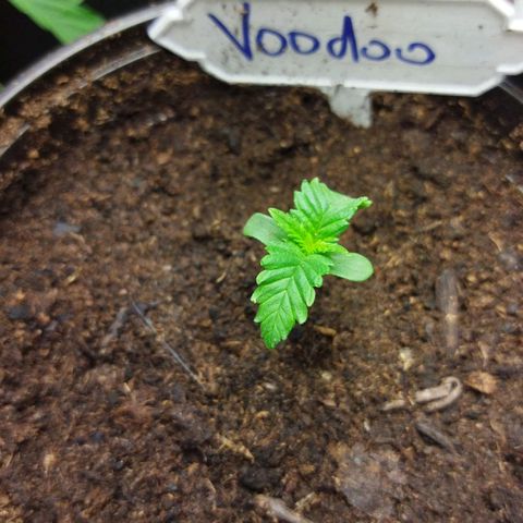 Voodoo (child ) growlog timeline photo