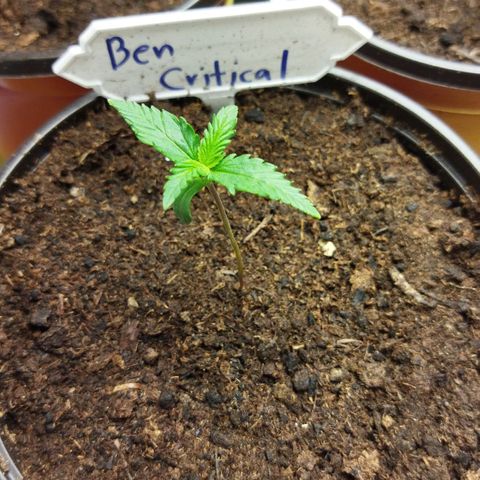 BCN critical growlog timeline photo