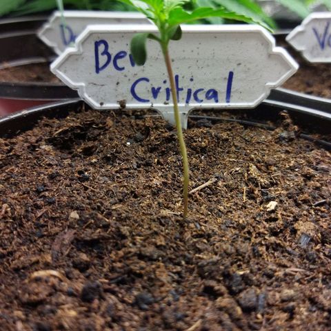 BCN critical growlog timeline photo