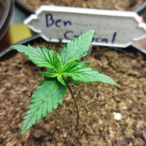 BCN critical growlog timeline photo