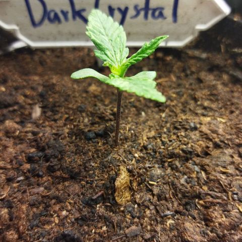 Dark Crystal growlog timeline photo