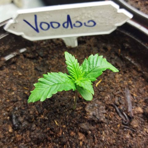 Voodoo (child ) growlog timeline photo