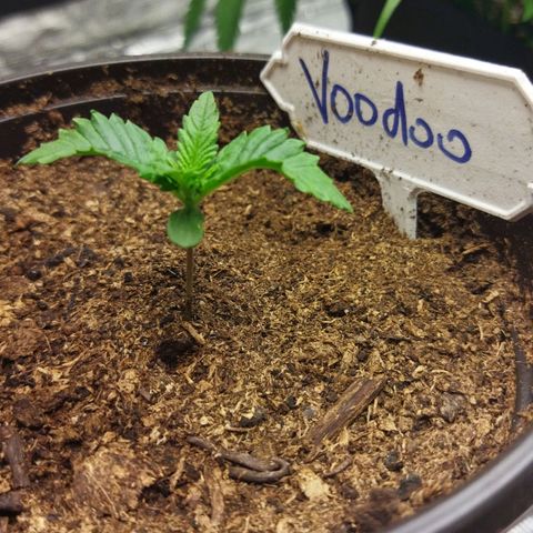 Voodoo (child ) growlog timeline photo