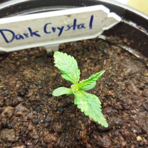 Dark Crystal growlog timeline photo
