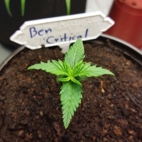 BCN critical growlog timeline photo