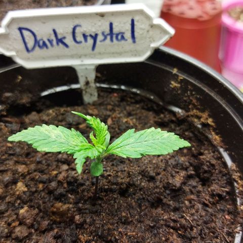 Dark Crystal growlog timeline photo