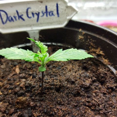 Dark Crystal growlog timeline photo