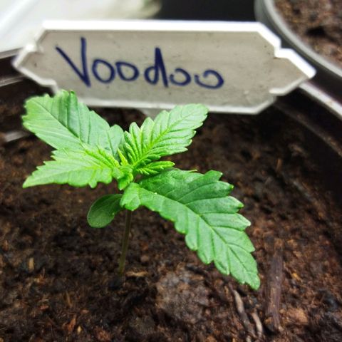 Voodoo (child ) growlog timeline photo
