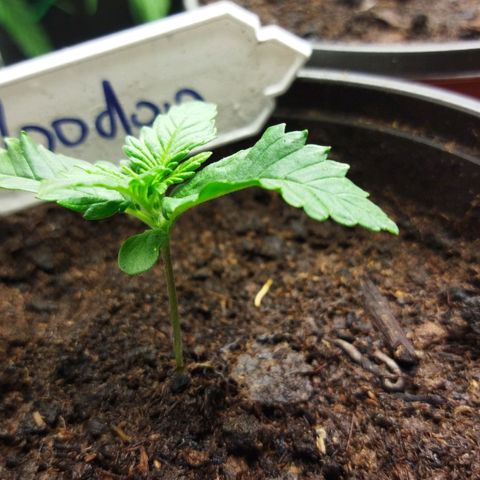 Voodoo (child ) growlog timeline photo