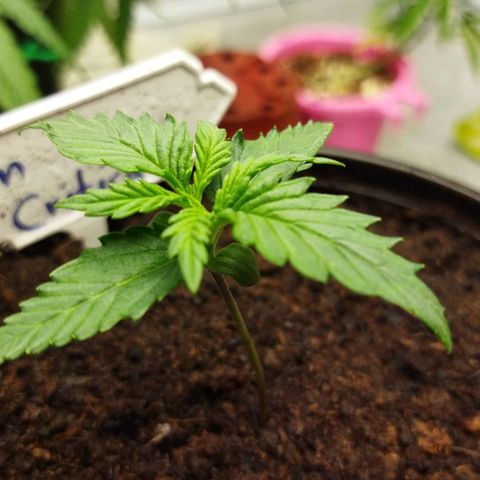 BCN critical growlog timeline photo