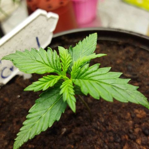 BCN critical growlog timeline photo