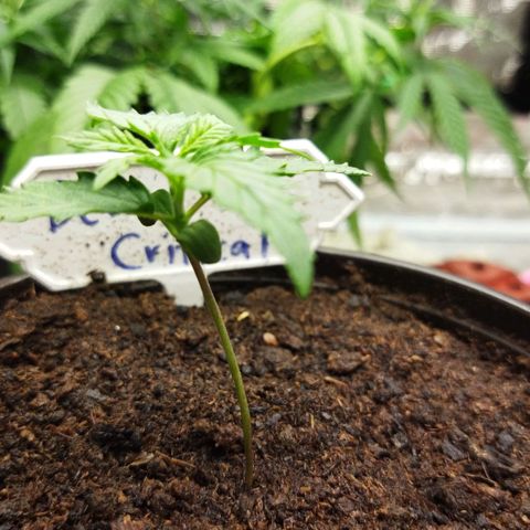 BCN critical growlog timeline photo