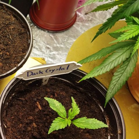 Dark Crystal growlog timeline photo