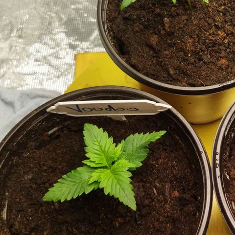 Voodoo (child ) growlog timeline photo
