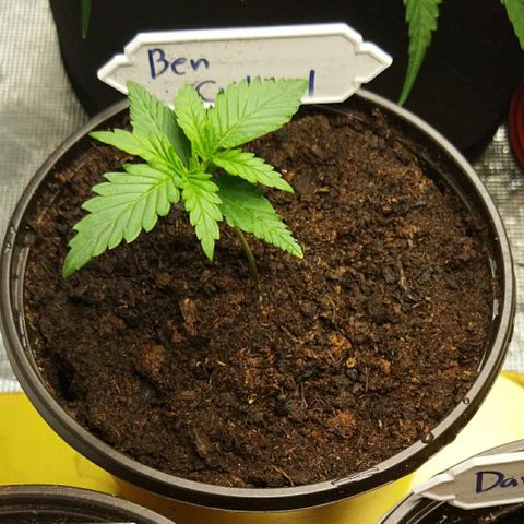 BCN critical growlog timeline photo