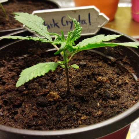 Dark Crystal growlog timeline photo
