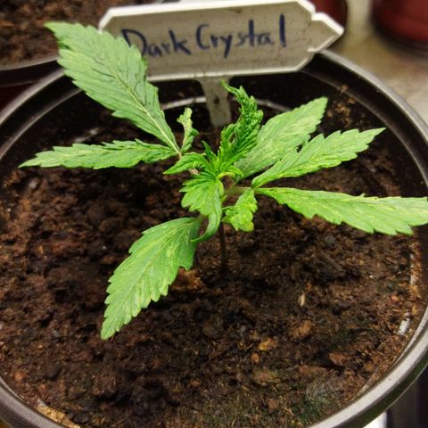 Dark Crystal growlog timeline photo