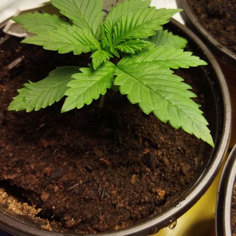 Voodoo (child ) growlog timeline photo