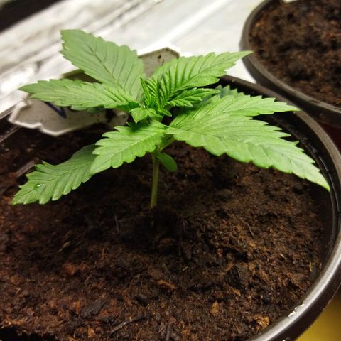 Voodoo (child ) growlog timeline photo