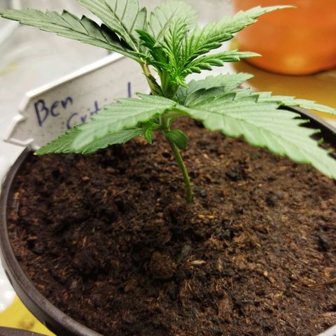BCN critical growlog timeline photo