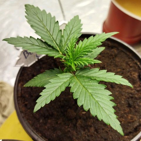 BCN critical growlog timeline photo