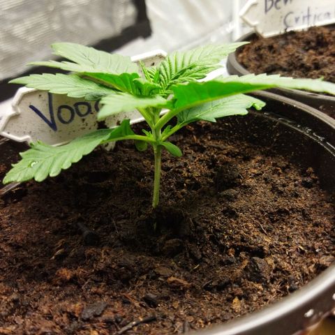 Voodoo (child ) growlog timeline photo